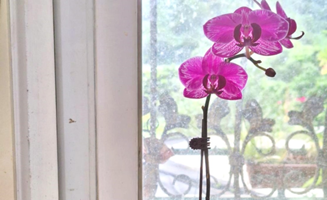 12/1(五)樂活園藝-【台灣常見的蘭花與照顧 】 &【蘭花苔球DIY】(教師限定)
